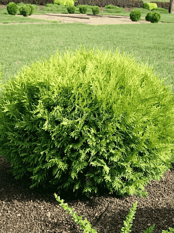 Туя западная Globosa Aurea