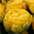 Тюльпан Gold Fever