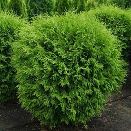 Туя западная globosa variegata