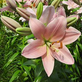 Лилия ЛА-гибрид Лексингтон