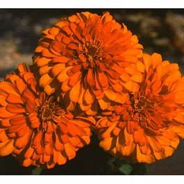 Цинния Мастер Бронз