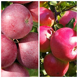 Дерево-сад (2-3х летка) яблоня 2 сорта Спартан-Лигол