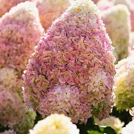 Гортензия метельчатая Living Summer Love