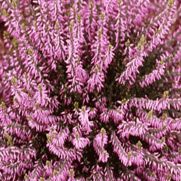 Вереск обыкновенный Hilda 