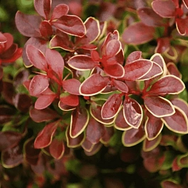 Барбарис Тунберга Golden Ring