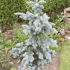 Ель колючая Koster