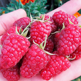 Малина ремонтантная Изобильная Малина ремонтантная Изобильная