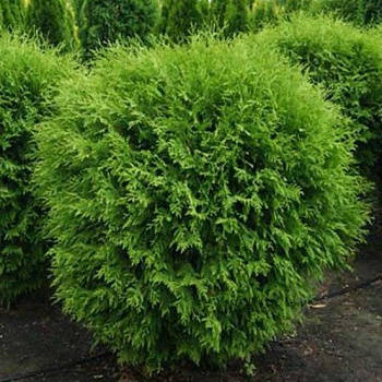 Туя западная globosa variegata