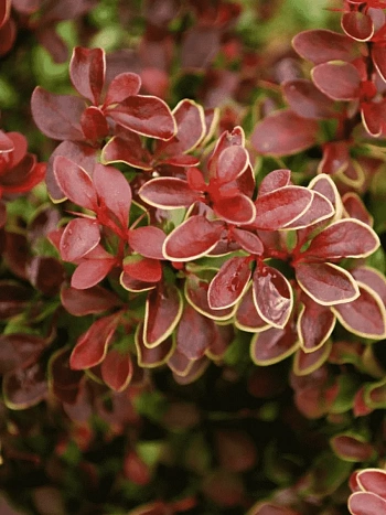Барбарис Тунберга Golden Ring
