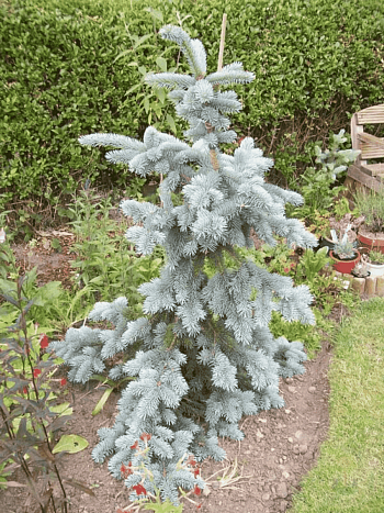 Ель колючая Koster