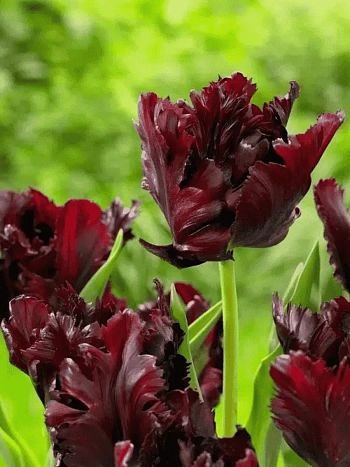 Тюльпан попугайный Black Parrot