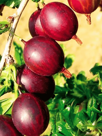 Крыжовник обыкновенный Spinefree