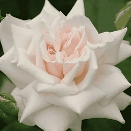 Роза Кустовая Beatrix Potter