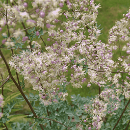 Василистник гибридный Elin