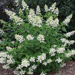 Гортензия метельчатая Юник Гортензия метельчатая Юник