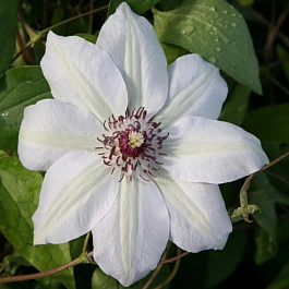 Клематис крупноцветковый Мисс Бейтмен Клематис крупноцветковый Мисс Бейтмен