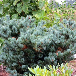 Сосна парвифлора Негиши