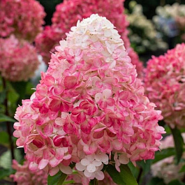 Гортензия метельчатая Пинк энд Роуз Гортензия метельчатая Пинк энд Роуз
