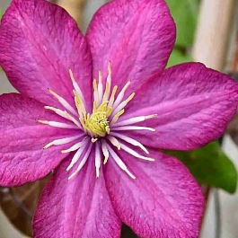 Клематис Change of Heart