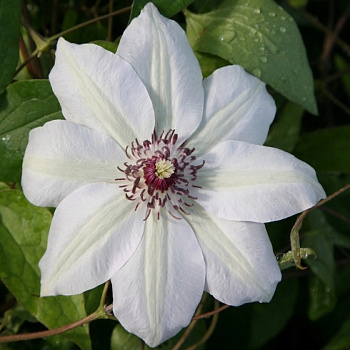 Клематис крупноцветковый Мисс Бейтмен