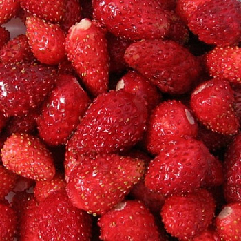 Земляника садовая Руяна