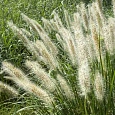 Пеннисетум лисохвостный Cassian
