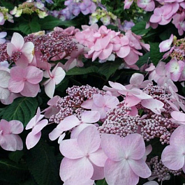 Гортензия крупнолистовая Твист энд Шаут