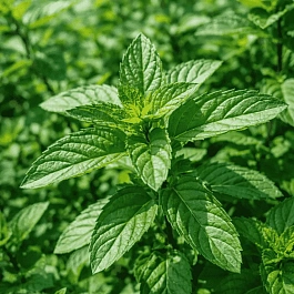 Мята Карамельная