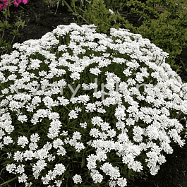 Иберис вечнозеленый Schneeflocke