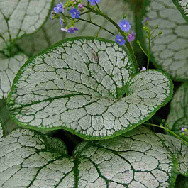 Бруннера крупнолистная Silver Spear