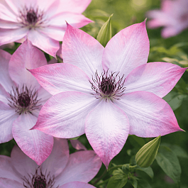 Клематис Utopia