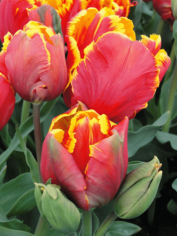 Тюльпан попугайный  Bright Parrot