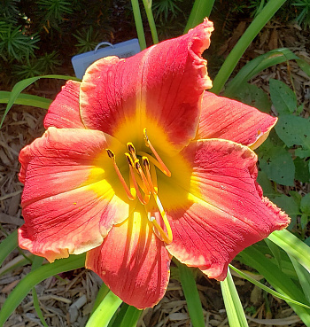 Лилейник гибридный Лонгфилдз Баттерфлай НАБОР 2ШТ (1+1)