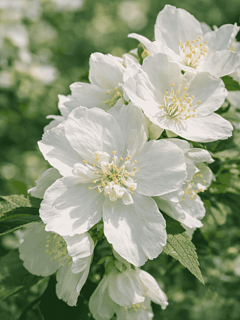 Чубушник Эльбрус