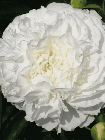 Пион Молочноцветковый Sophia's Choice