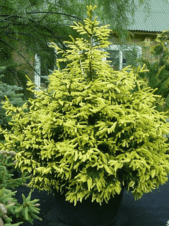 Ель восточная Aureospicata