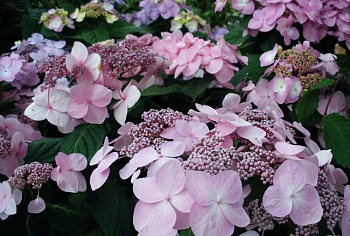 Гортензия крупнолистовая Твист энд Шаут Гортензия крупнолистовая Твист энд Шаут