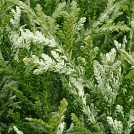 Туевик долотовидный Variegata