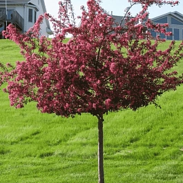 Яблоня декоративная Prairy Fire