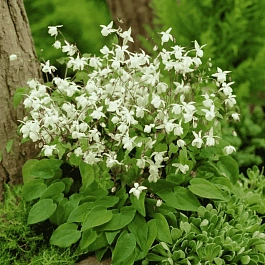 Горянка Юнга Niveum