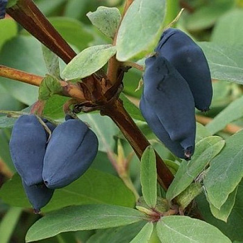 Жимолость съедобная Томичка