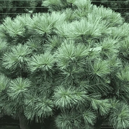 Сосна горная Веймутова