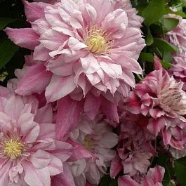 Клематис гибридный Patricia Ann Fretwell