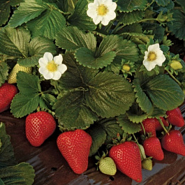 Земляника садовая Маэстро Земляника садовая Маэстро