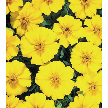 Бархатцы отклоненные Диско Еллоу