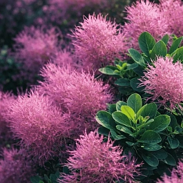 Скумпия кожевенная Smokey Joe