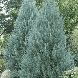 Можжевельник скальный Moonglow