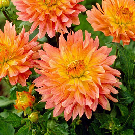 Георгина Декоративная Экстаз