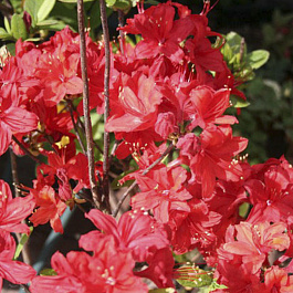 Азалия гибридная Набукко