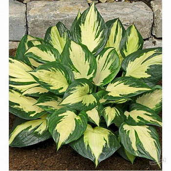 Хоста гибридная Монинг Лайт